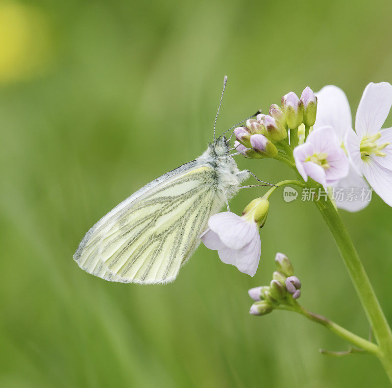 绿脉白蝶(Pieris napi)